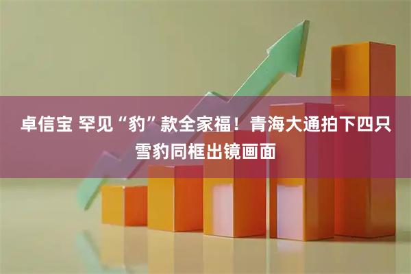 卓信宝 罕见“豹”款全家福！青海大通拍下四只雪豹同框出镜画面
